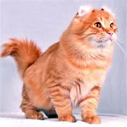 美国卷耳猫