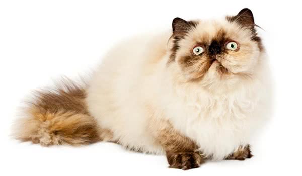 波斯猫 波斯猫