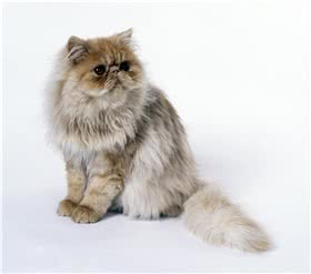 波斯猫