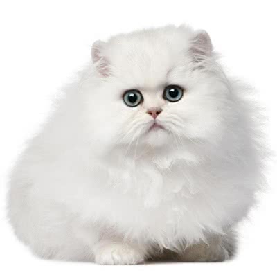 波斯猫
