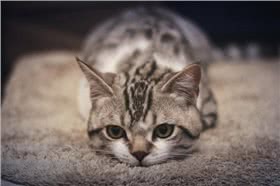 美国短尾猫