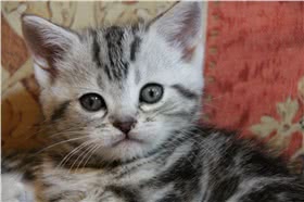 美国短尾猫