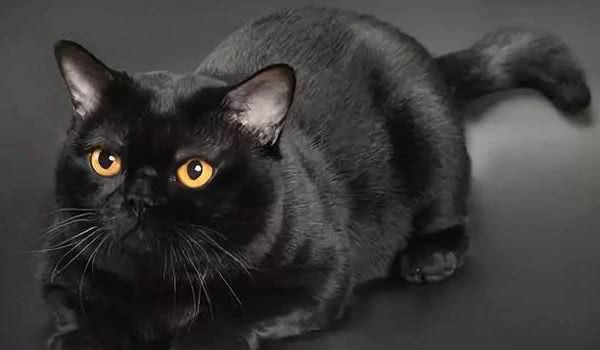 孟买猫 孟买猫