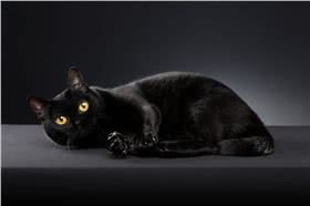 孟买猫