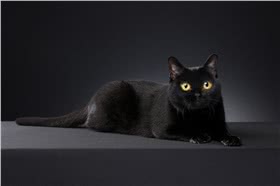 孟买猫