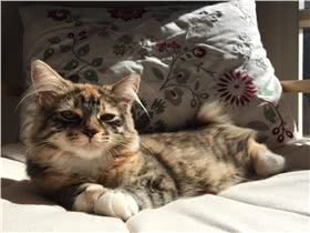 曼岛无尾猫