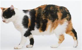 曼岛无尾猫