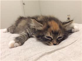 曼岛无尾猫