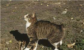 曼岛无尾猫