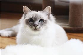 伯曼猫
