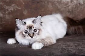伯曼猫