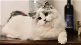 布偶猫