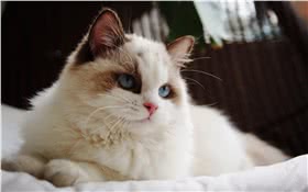 布偶猫