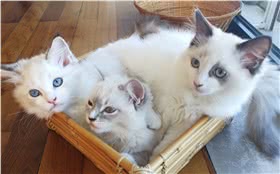 布偶猫