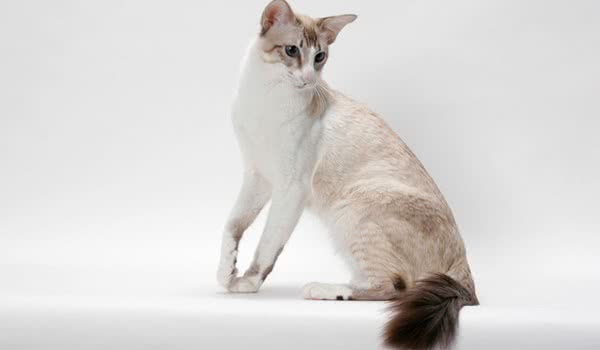 巴厘猫