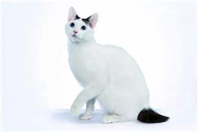 日本短尾猫