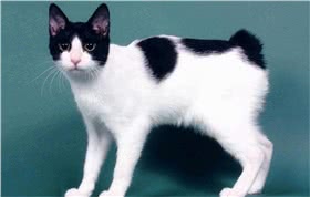 日本短尾猫