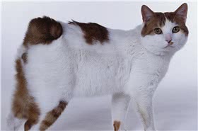 日本短尾猫