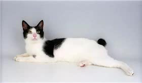日本短尾猫