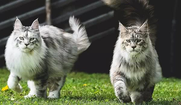 缅因猫图片
