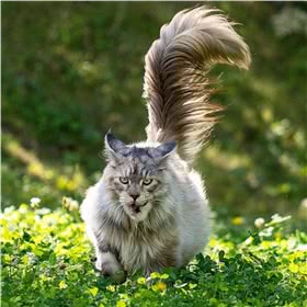 缅因猫