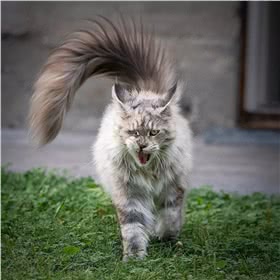 缅因猫