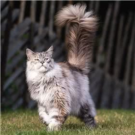 缅因猫
