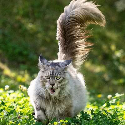 缅因猫