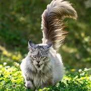 缅因猫