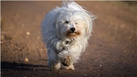 哈瓦那犬