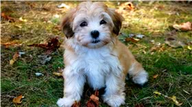 哈瓦那犬