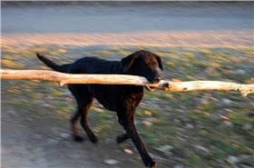 卷毛寻回猎犬