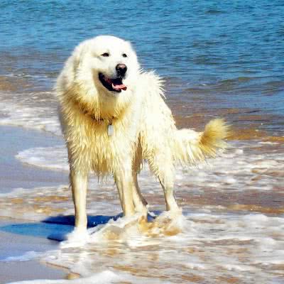玛瑞玛安布卢斯牧羊犬