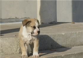 马略卡獒