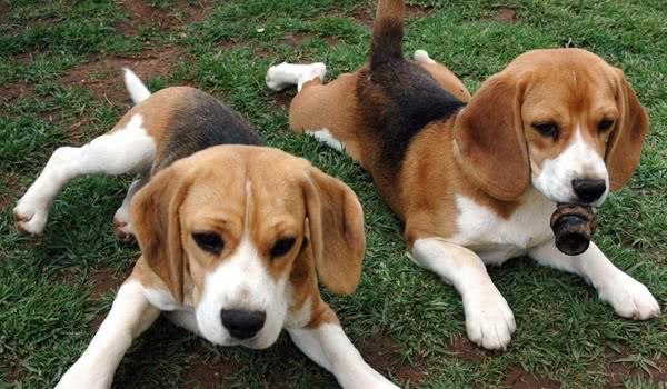 美国猎狐犬 美国猎狐犬