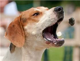 美国猎狐犬