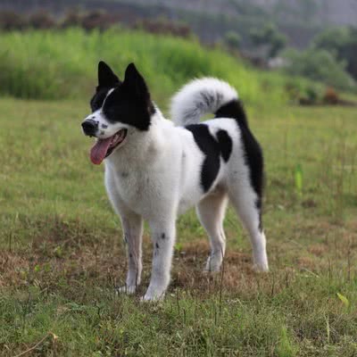 美国秋田犬
