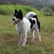 美国秋田犬