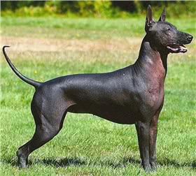 墨西哥无毛犬