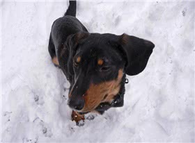 蒙特内哥罗山猎犬