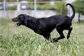 蒙特内哥罗山猎犬