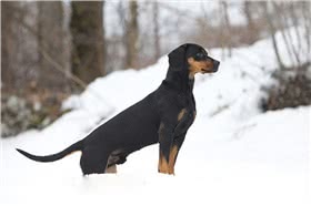蒙特内哥罗山猎犬
