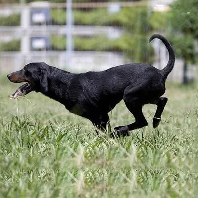 蒙特内哥罗山猎犬