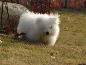 棉花面纱犬