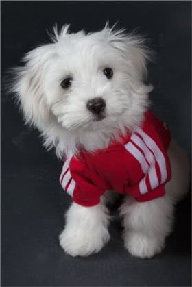 棉花面纱犬