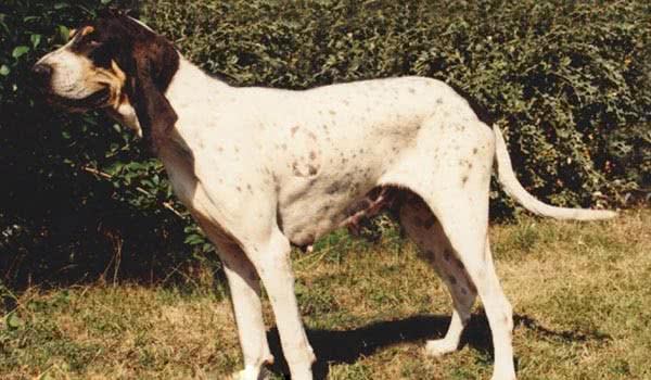 加斯科大猎犬 加斯科大猎犬