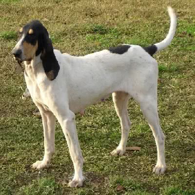 加斯科大猎犬