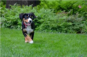 恩特布山地犬