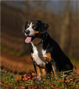恩特布山地犬