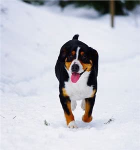 恩特布山地犬